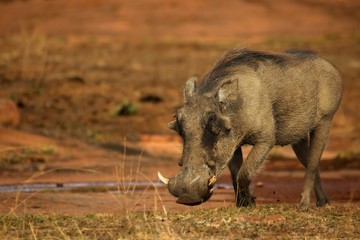 The common warthog (Phacochoerus africanus) going to the waterhole.