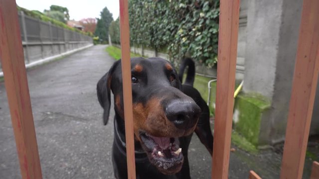 Dobermann Barking to the Camera, Close Up