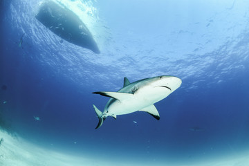 Obraz premium Caribbean Reef Shark in Tiger Beach, Bahamas