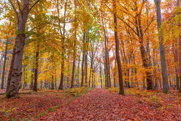 Long exposure shot during an autumn night in the forest.