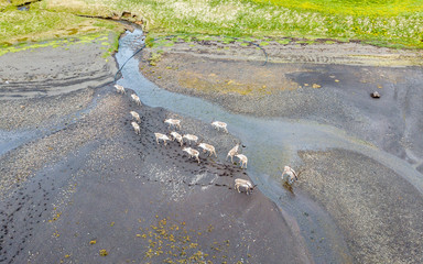 Renifery, stado reniferów, Islandia