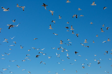 Flying Seagulls