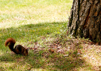 A squirrel looking for food