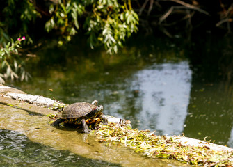 Galapago in the sun on the wall of a dam.