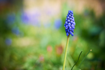 Grape Hyacinth Flower ( Muscari armeniacum )