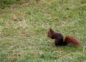 A squirrel looking for food