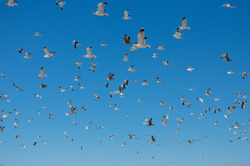 Flying Seagulls
