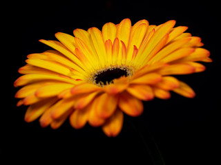 Gerbera