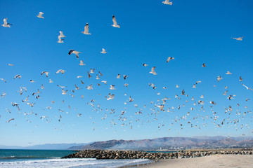 Flying Seagulls