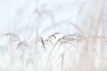 Frostbedeckte Gräser in Winterlandschaft, selektiver Fokus und geringe Schärfentiefe