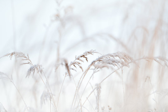 Frost covered grasses in winter landscape, selective focus and shallow depth of field