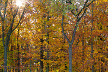 Colorful forest during autumn season with the morning sun passing through the trees.