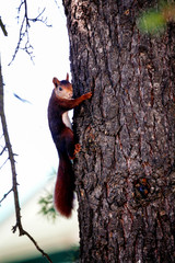Ardilla trepando por un pino piñonero.
