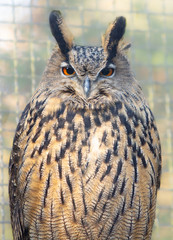 Closeup of Euroasian Eagle-owl
