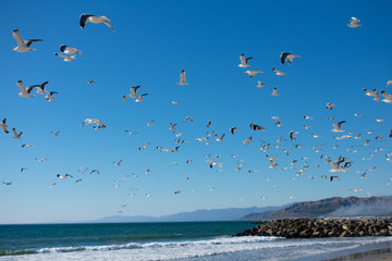 Flying Seagulls