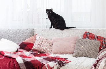 black cat on sofa with pillows and plaids