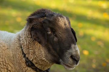 Suffolk Sheep in a closeup sheep