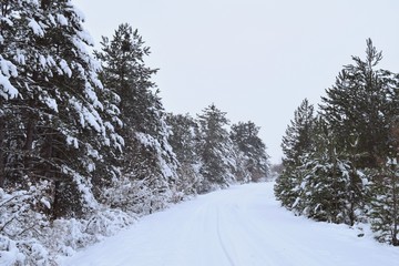 winter landscape with trees and snow