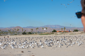 Flying Seagulls