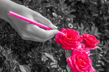 girl paints roses in red color with a pencil in a flowerbed, black and white background