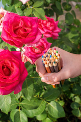 color pencils in hand on a background of roses flowers