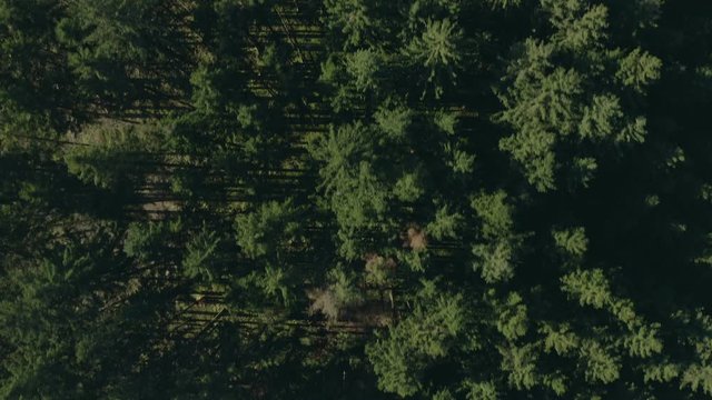 Schneller Flug &uuml;ber einen gr&uuml;nen Wald mit langen, geraden Schatten mit einer Drohne