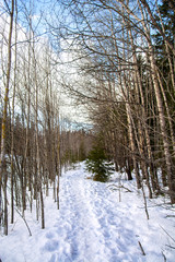 Walking path in the winter forest, Kirkkonummi, Finland