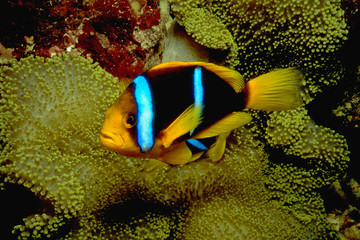 Clownfish Close Up