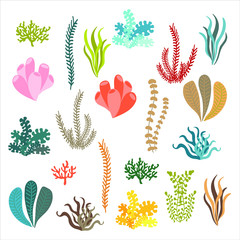 Set of isolated colorful corals and algae on a white background.