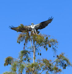 Osprey taking off from a tree top