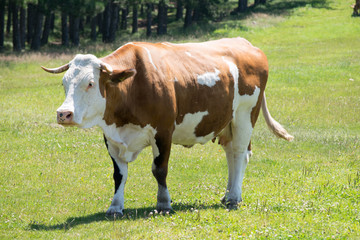 Naklejka na ściany i meble brown cow with white head in the field 