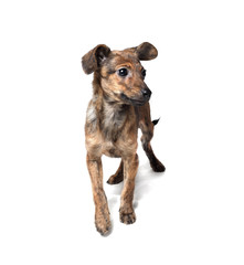 Brown puppy dog standing. Isolated on white background.
