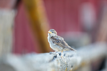 Sparrow on a Rail
