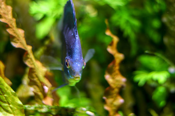 Blue fish swims in ocean on blurry green background of aquatic life. Bokeh effect, portrait of fish. Copy space