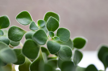 Succulent echeveria plant blue color - close up