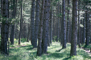 pine trees in the forest