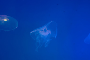 Transparent jellyfish on a background with blue backlight. Jelly with lighting. Life in the ocean,...