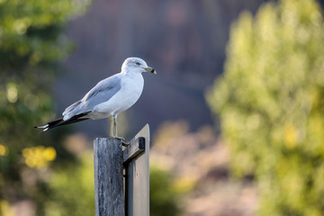 Seagull on a Signpost