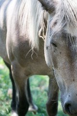 Obraz premium portret konia