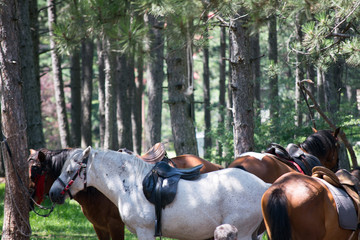 saddled horses in the woods in zlatibor aria in serbia