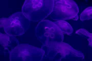 Large number of transparent jellyfish on a blue or purple background in the ocean. Transparent jellyfish in the dark blue backlight. Background copy space for text