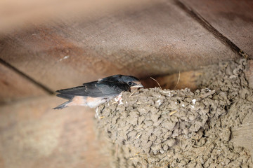 Barn Swallow on a nest