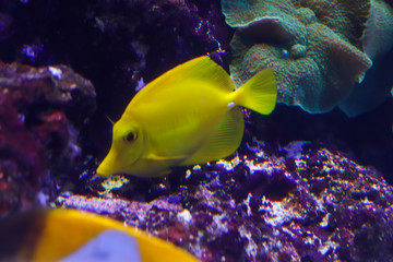 Naklejka na ściany i meble Big bright yellow close-up fish in the ocean. Side view of a fish swimming towards. Bokeh fish with blurry bright background