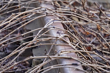 the old abandoned station and access roads, the trailing plant enveloped rails and sleepers. branches of wild grapes grow filled the entire space for the time of non-use.