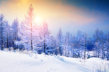 Snow-covered trees in winter forest at sunset. Beautiful winter landscape.