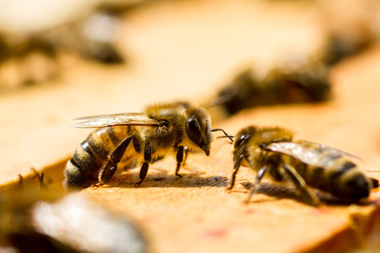 macro of two bees on their beehive