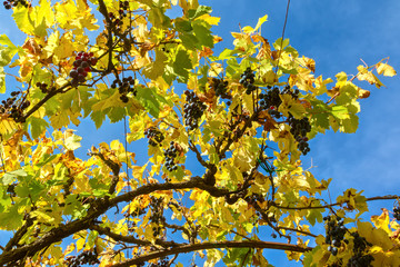 Naklejka na ściany i meble Grapes on air with blue sky - Tuscany