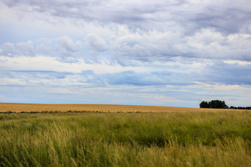 Fototapeta premium Grasslands