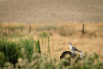 Dove on a Log