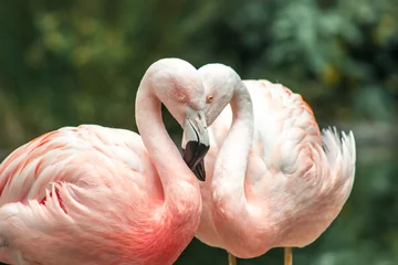 Foto op Plexiglas anti-reflex Flamingo © StockWorld